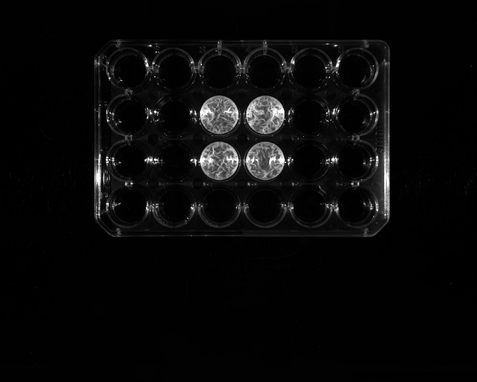Bacterial biofilms grown during the internship