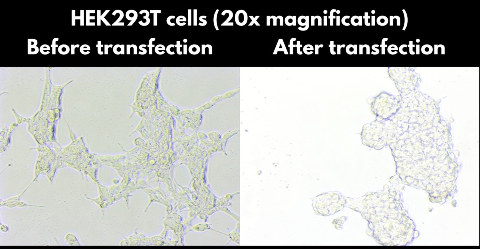 Figure from the CRISPRi research paper